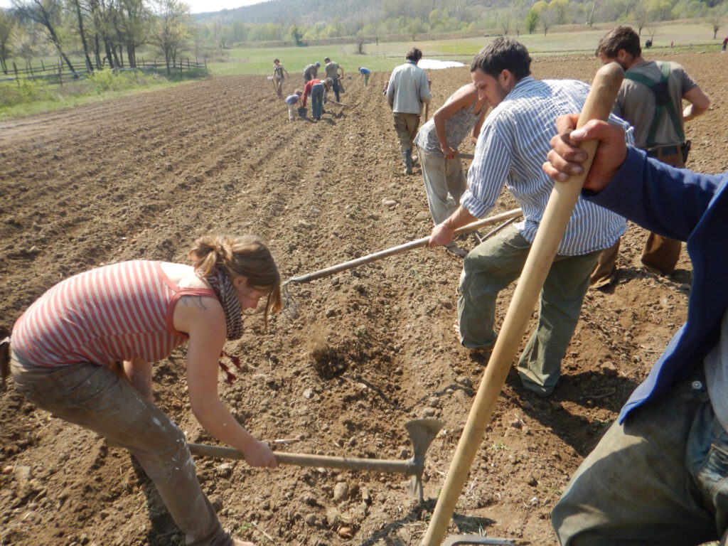 Mehrere Menschen legen von Hand ein Kartoffelfeld an