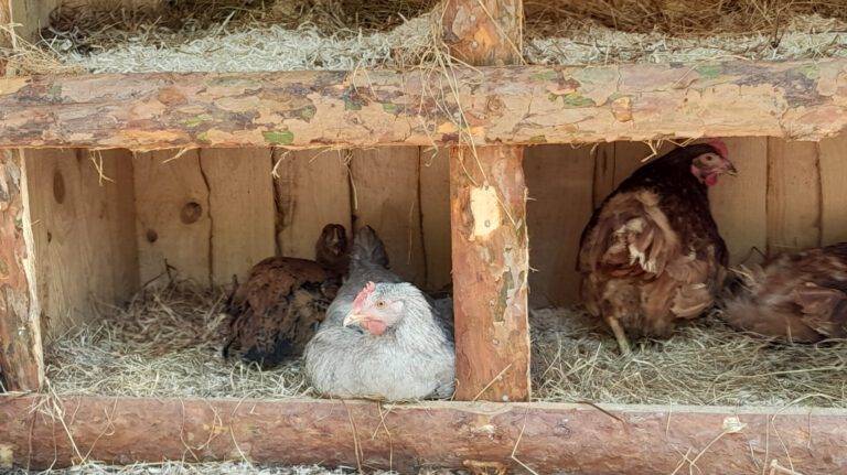 Geschützt: Eier haltbar machen – geht das?