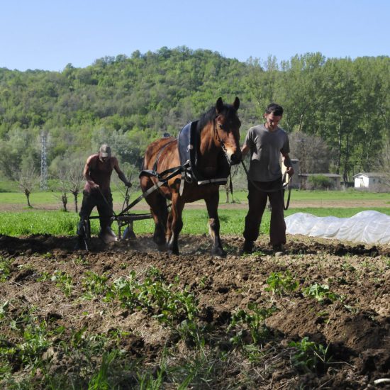 Basti Sven Kartoffel Feld Pferd Spirebo Odrintsi Kartoffeln wurden mit dem Pferd gehäufelt