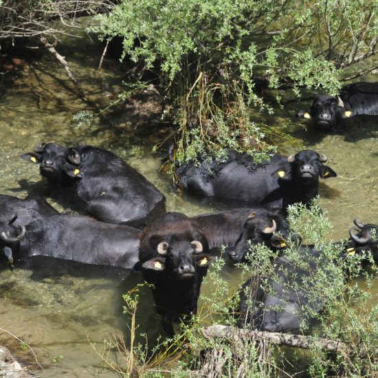 Wasserbüffel Odrintsi Spirebo Haltung unterschiedlicher Rassen von Rindern, Büffeln, Pferden, Ziegen, Schafen, Gänsen, Hühnern, Tauben, Puten, Hunden und Katzen