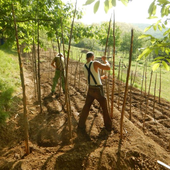 David Matthias Odrintsi Spirebo Gartenerfahrung in den unterschiedlichsten Methoden gesammelt (Permakultur, Hochbeete, Mischkultur usw.)