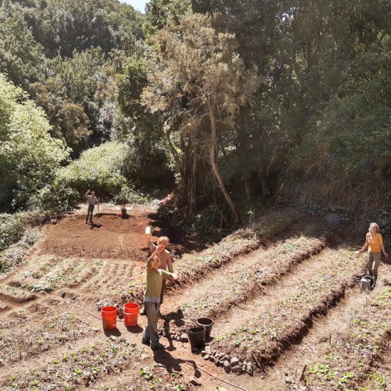 La Gomera Uli Simone Elisabeth Garten Spirebo Garten anlegen