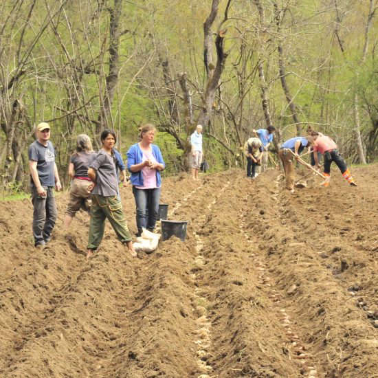 _MAR0956 Alle dabei: Kartoffeln ins Feld bringen
