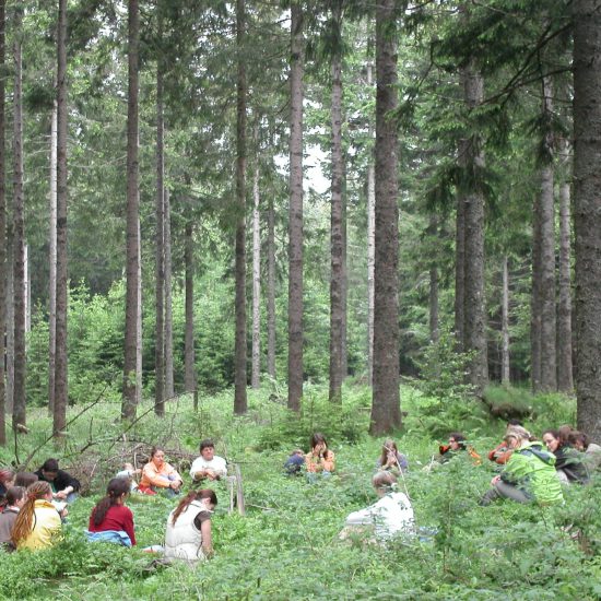 Wald Meditation Heidehaus Spirebo Meditation mit Gästen im Wald